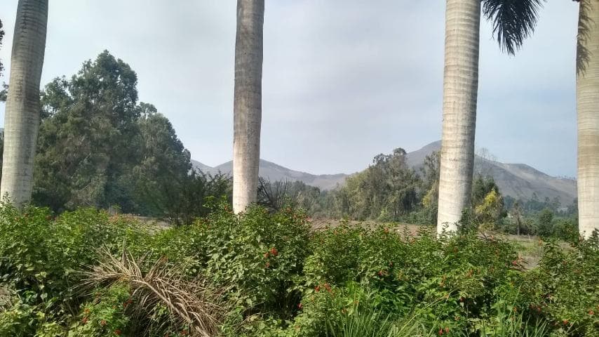 Vendo Terreno Agrícola en Parcela Predio Rústico San Fernando Mz 1, Pachamac - 1