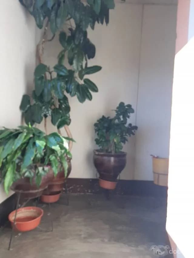 OCASION SE VENDE DEPARTAMENTO EN HUANUCO O SE CAMBIA POR TERRENO - 1