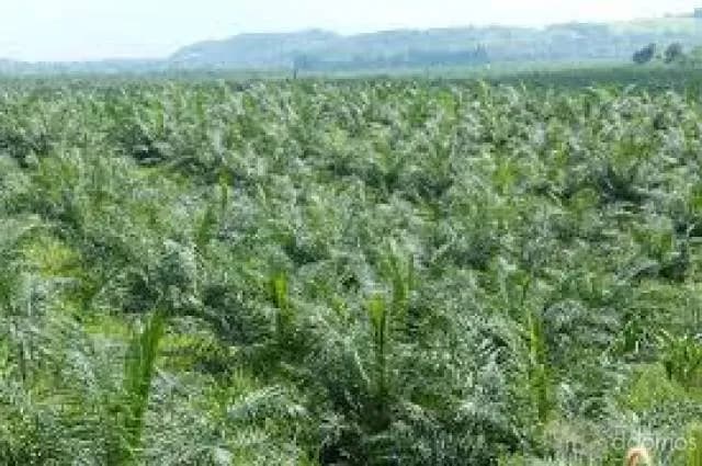 VENDO 15 HECTAREAS DE PALMA AFRICANA - 1