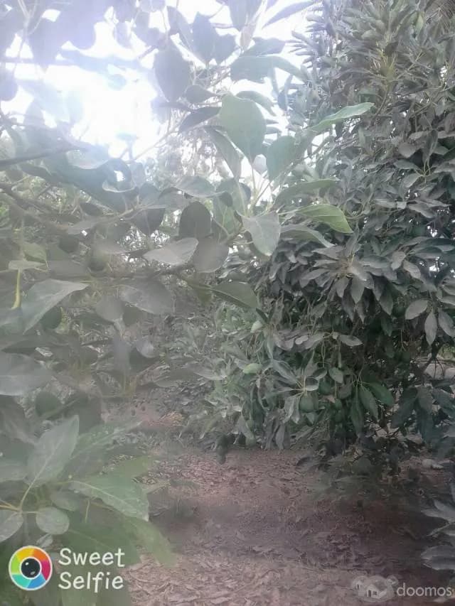 se vende terreno 4 hectareas con palta hass - 1