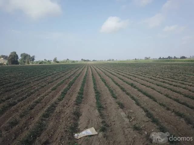 VENTA DE TERRENO AGRÍCOLA EN EL SECTOR CASA BLANCA ESTE - TUPAC AMARU DISTRITO DE SAN LUIS PROVINCIA DE CAÑETE - 1