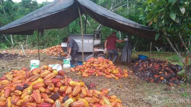Plantacion 30ha de Cacao en Producción en terreno de 43 Ha en total - 1