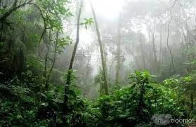 VENTA DE TERRENO VIRGEN CON MADERA INCLUIDO - 1