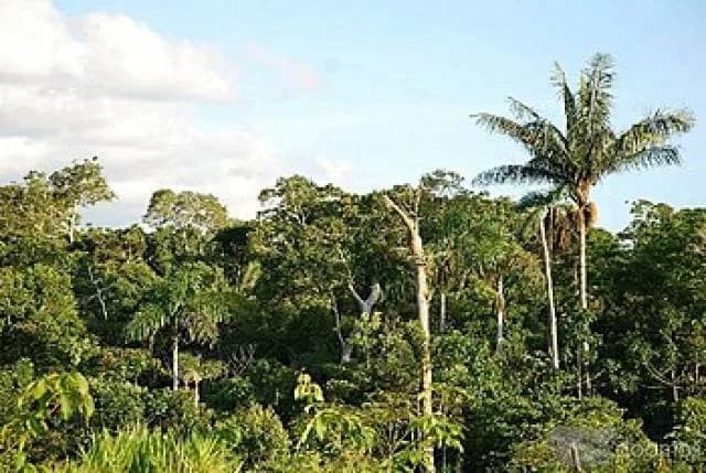 VENTA DE TERRENO VIRGEN CON MADERA INCLUIDO - 2