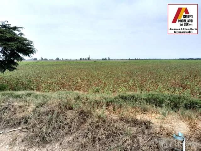 Vendo parcela de 4.75 has. en buenaventura El Carmen - Chincha - 1