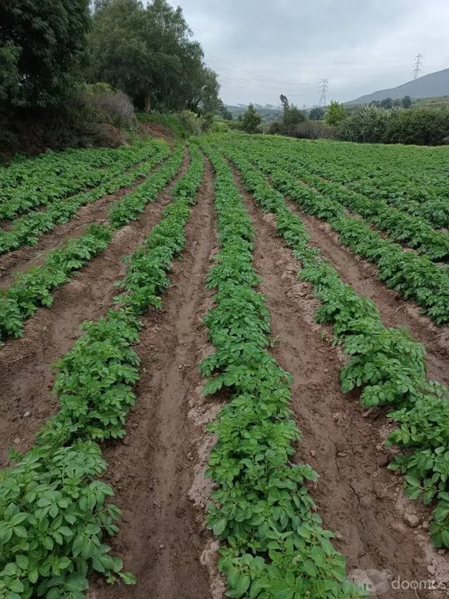 Ocasión Fundo la Romaña - 2