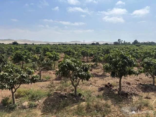 VENTA DE TERRENO EN CASMA - 1