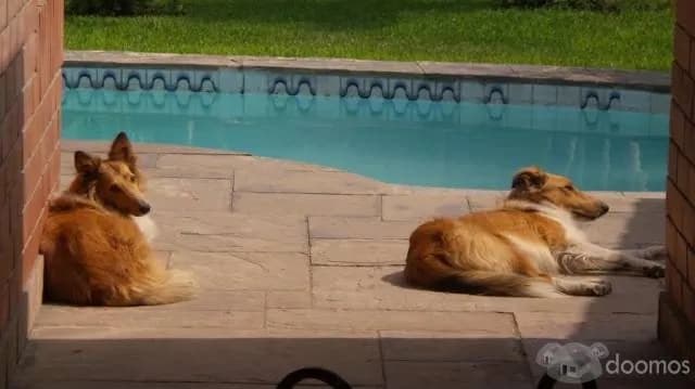 se vende casa en casuarinas- santiago de surco - 1