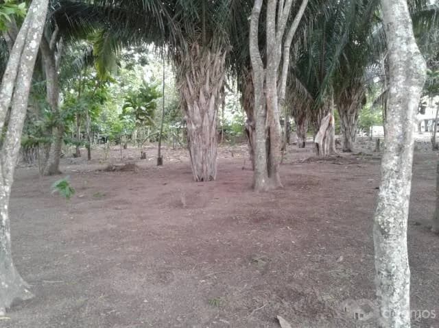 HERMOSO FUNDO, OPORTUNIDAD DE INVERTIR EN TARAPOTO - 1