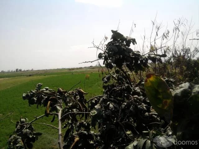 URGENTE ! REMATO MEDIA PARCELA en MAJES-PEDREGAL (NEGOCIABLE) - 1