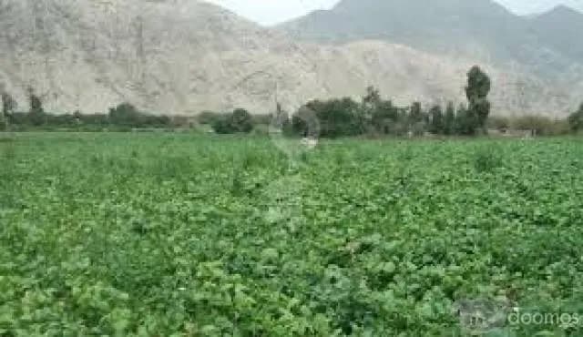 Se Alquila Terreno Agricola – 10Ha Supe-Lima - 1