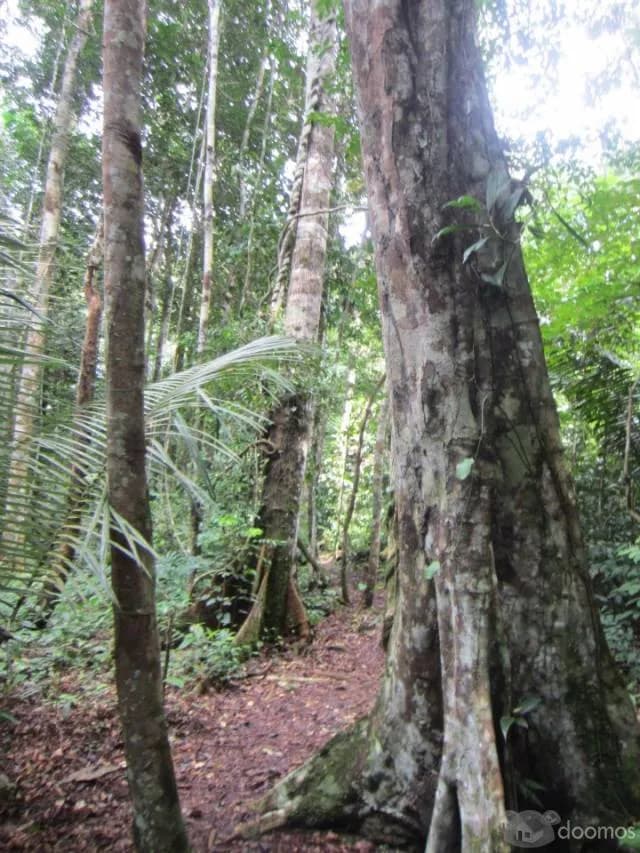 VENDO TERRENO EN EL RÍO MOMÓN - 1