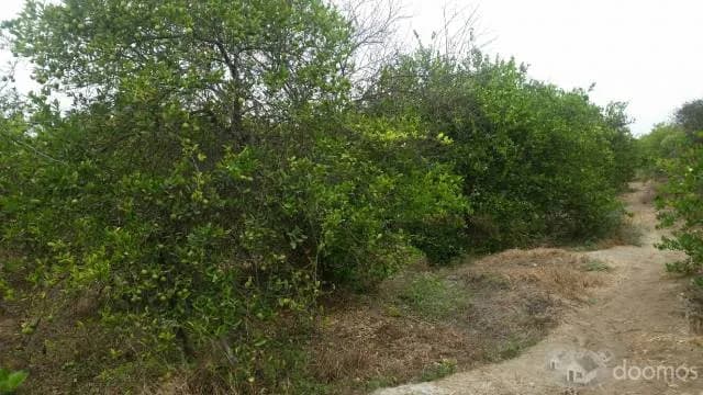 VENDO PARCELA DE 19 Has - 1