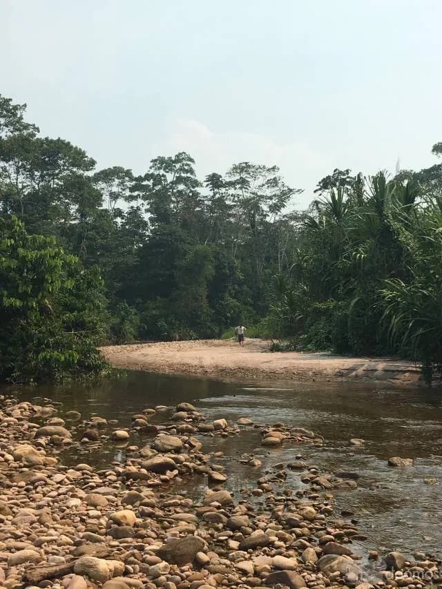 CODO DE POZUZO RIO ZUNGARO CHACRA 230 Ha, PREDIO PARA GANADO CACAO MADERA TROPICAL - 1