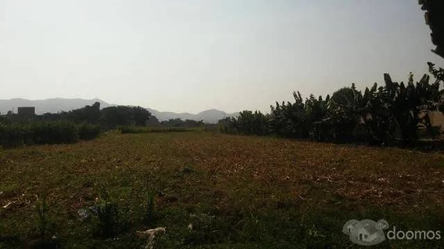 LOTES DE 90 M2 BUENA UBICACION - CERCA A ANYPSA - CARABAYLLO - 1