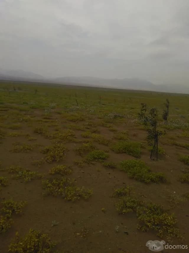 TRASPASO 10 ha. TERRENO ERIAZO de Asociación - 1