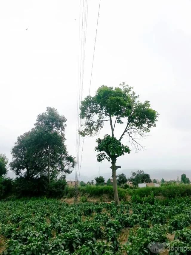vendo terreno agricola inscrito en registros publicos todo en regla con agua y regadío ubicado en Aucallama Huaral. - 1