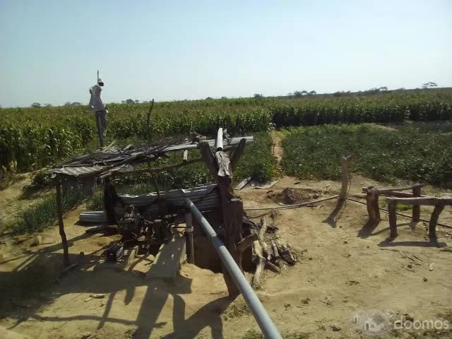 VENDO 15 HECTÁREAS DE TERRENO AGRÍCOLA UBICADO EN JAYANCA - LAMBAYEQUE. - 1