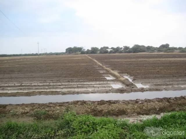 200 HAS EN MOTUPE( IDEAL PARA PALTA, ARANDANOS, ETC) 15 mil dolares x ha - 1