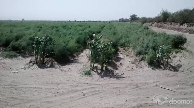 ICA TERRENO AGRICOLA - 1