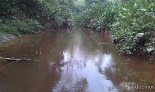 VENTA DE 44 HECTÁREAS DE TERRENO FÉRTIL PARA CULTIVO O GANADERÍA EN HONORIA / HUANUCO - 1