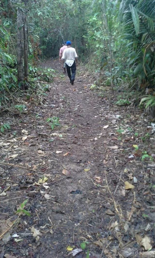 VENTA DE 44 HECTÁREAS DE TERRENO FÉRTIL PARA CULTIVO O GANADERÍA EN HONORIA / HUANUCO - 2