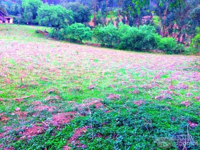 Se vende TERRENO + CASA de 7500m2 o LOTE en el distrito de huayllán - Pomabamba - ancash - 1