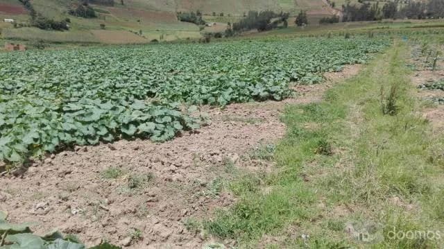 ATENCIÓN! SE VENDE TERRENO DE SIEMBRA - 1