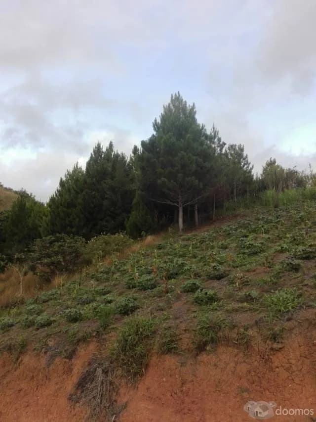 TERRENO DE 8 HECTAREAS GRAPANAZU - OXAPAMPA - 1