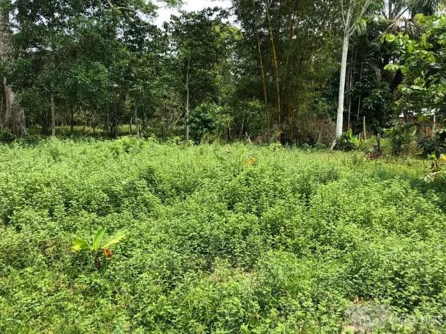 SE VENDE TERRENO EN SANTO TOMÁS - 1