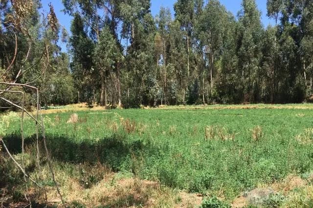 TERRENO EN VENTA IDEAL PARA CASA DE CAMPO / RECREO EN SANTA ROSA DE OCOPA - 1