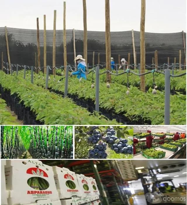 VENTA DE TERRENO AGRICOLA EN LAMBAYEQUE PERU - 1