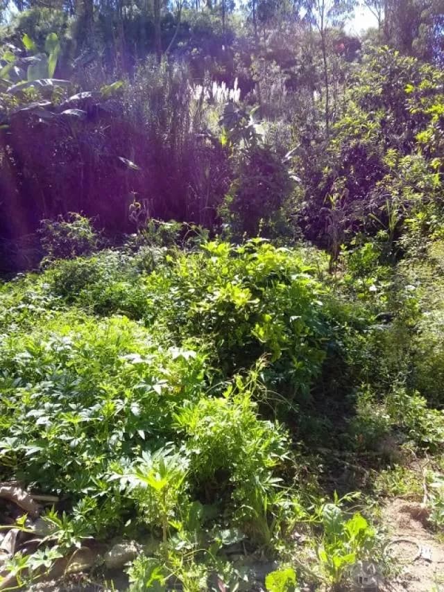 TERRENO EN VENTA EN LA CIUDAD DE CHACHAPOYAS - 2