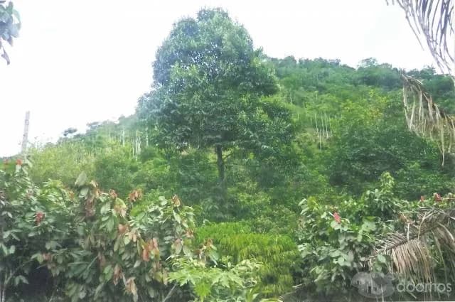 Por motivo de viaje se vende Terreno Agrícola - 1