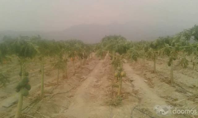 Vendo con Urgencia .Fundo  de 25 Hectarea ideal para  Ganaderia o Agricultura. - 1