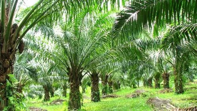 SAN MARTIN VENDEMOS TERRENO 22.5 HECTAREAS SEMBRIOS DE PALMAS - 1