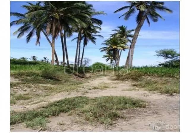VENTA DE PARCELA AGRICOLA EN MEDIO PIURA - 1