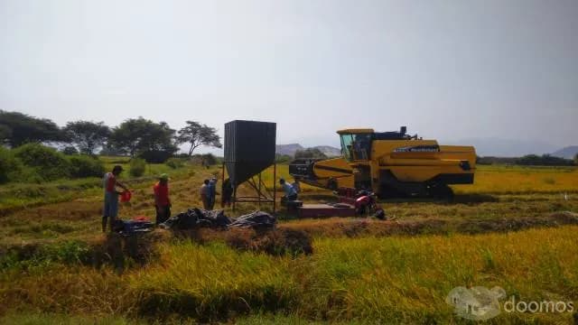 Terreno Agrícola 4 ha Producción arroz - 1