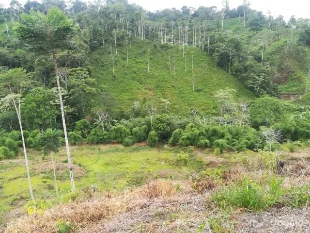VENDO TERRENO (11.72 Hect) UBICADO A 3hrs DE BAGUA CHICA - 1