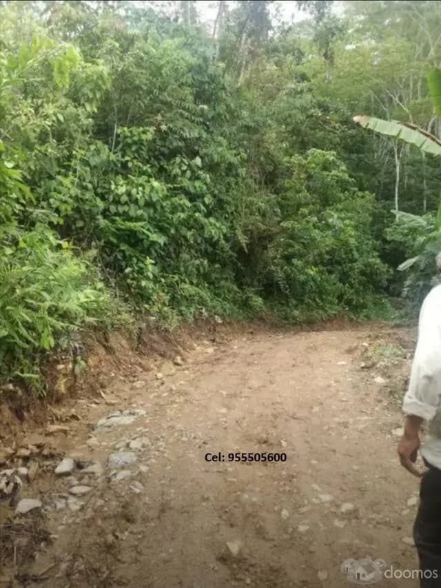 Terreno agrícola 12 hras, Vitoc, San Ramón, Chanchamayo - 2