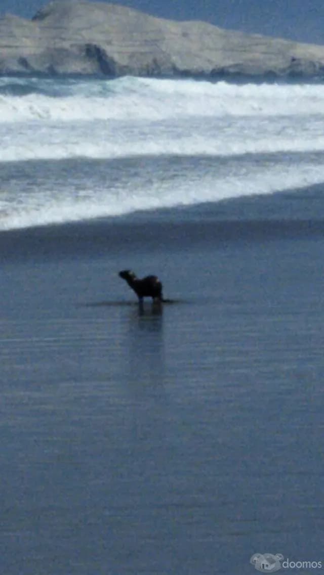 DEPA EN LA PLAYA LEJOS DEL STRESS DESDE 350 SOLES!!! EL DIA - 1