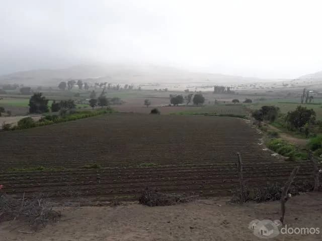 3 Hectarias y media en Chancayllo precio por hectaria. - 1
