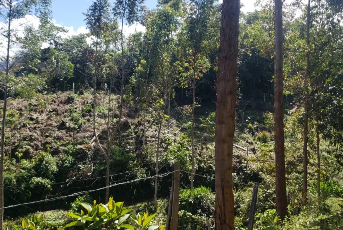 Se Vende Terreno en Oxapampa de 2 Hectáreas con Hermosa Vista a la Naturaleza - 1