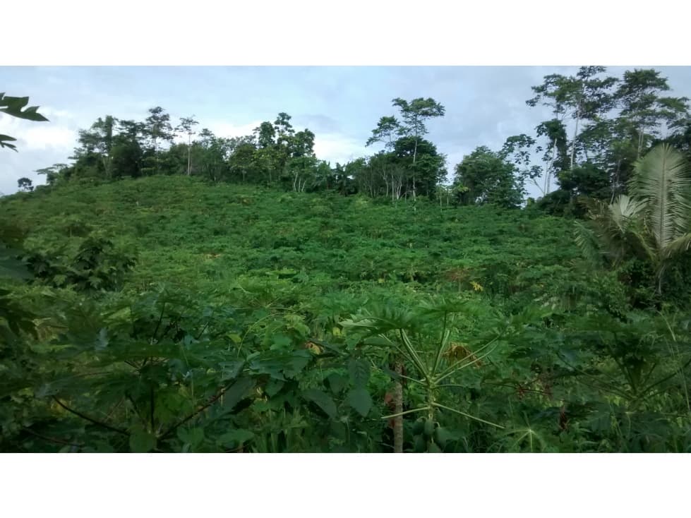 SE VENDE 6 LOTES RUSTICOS EN ZONA TURISTICA, YURIMAGUAS, LORETO - 1
