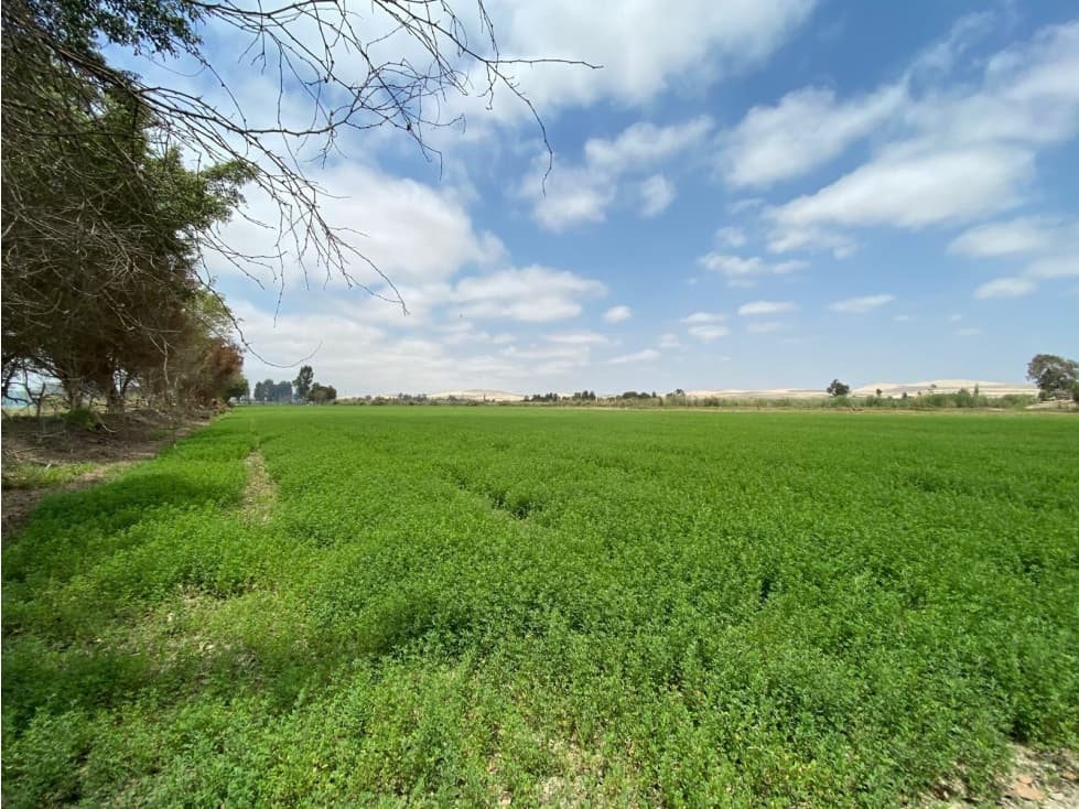 Venta de Terreno Agrícola en Pisco - 1