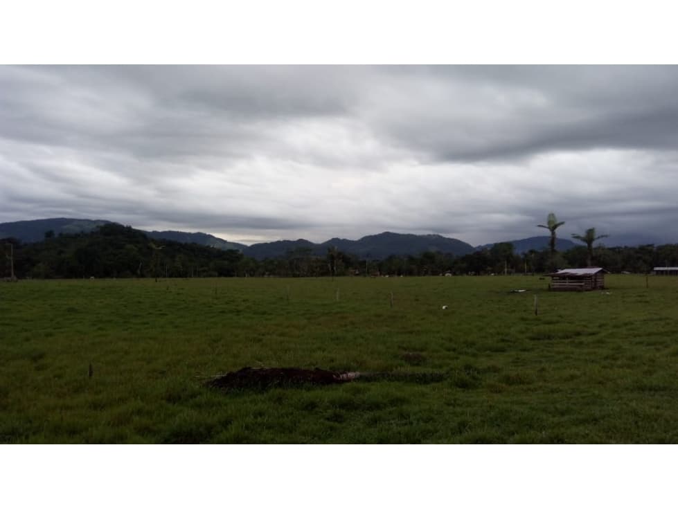 FUNDO PLANO Y FÉRTIL DE 152 HA. EN ISCOZACÍN - PALCAZÚ / OXAPAMPA - 1