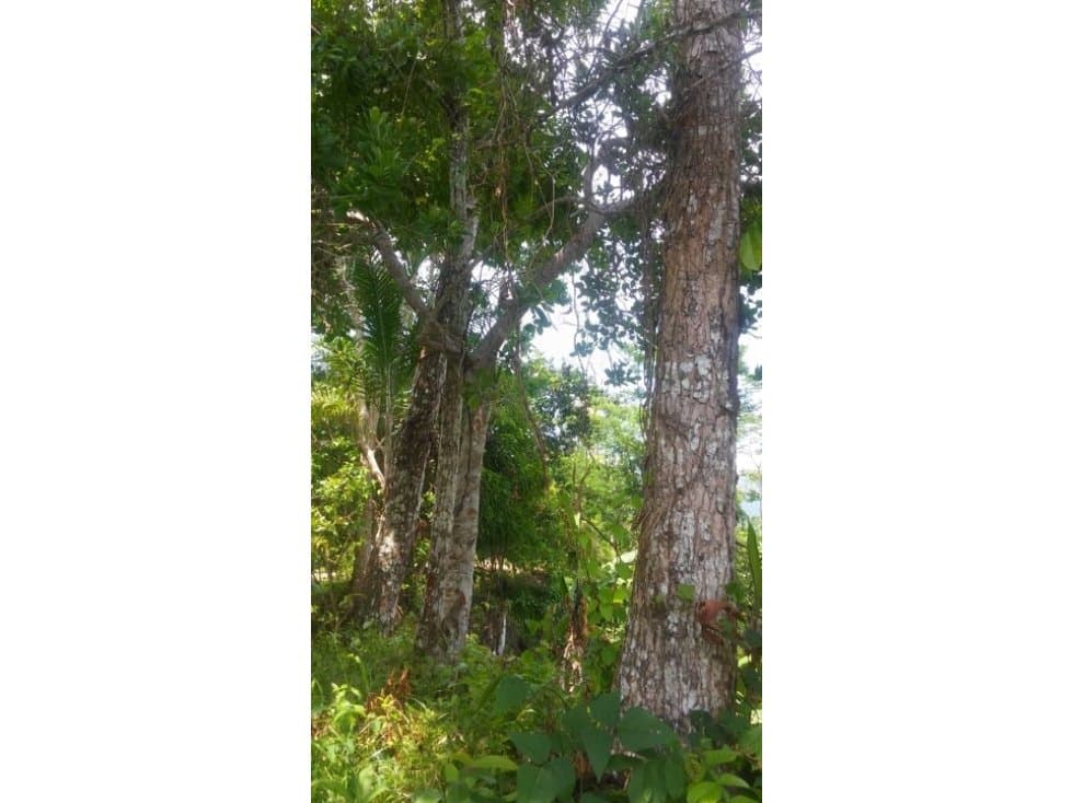 Fundo en Venta - Ucayali - Atalaya - 2