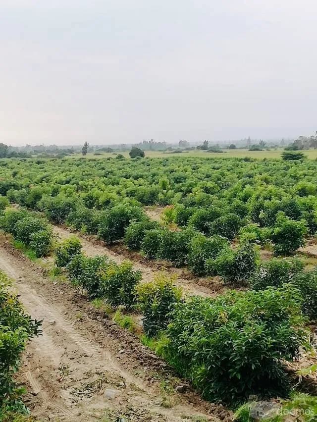 VENTA DE TERRENO AGRICOLA CON PALTA - 1