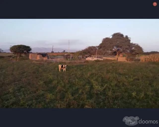 SE VENDE TERRENO DE 15 HECTAREAS - SECTOR MANRIQUE (DURAND) , PISCO - 2