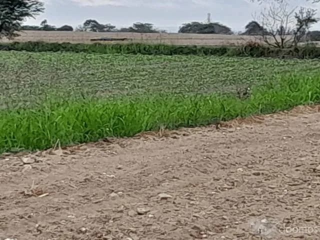 SE VENDE TERRENO AGRICOLA DE 7.8 HECTAREAS EL CARMEN - CHINCHA - 1
